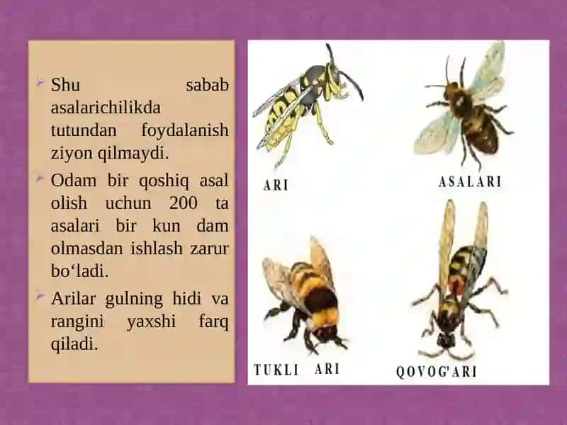 Asalarilarning tuzilishi 4