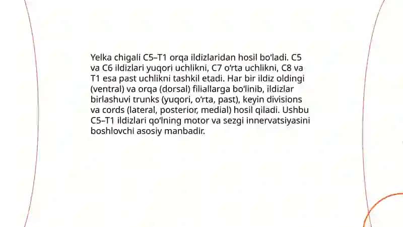Yelka chigalining xosil bolishi va uning qisqa shoxlari 4