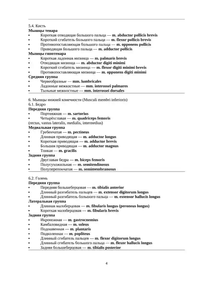 КЛАССИФИКАЦИЯ ВСЕХ МЫШЦ ЧЕЛОВЕКА С ЛАТИНСКИМИ НАЗВАНИЯМИ 4