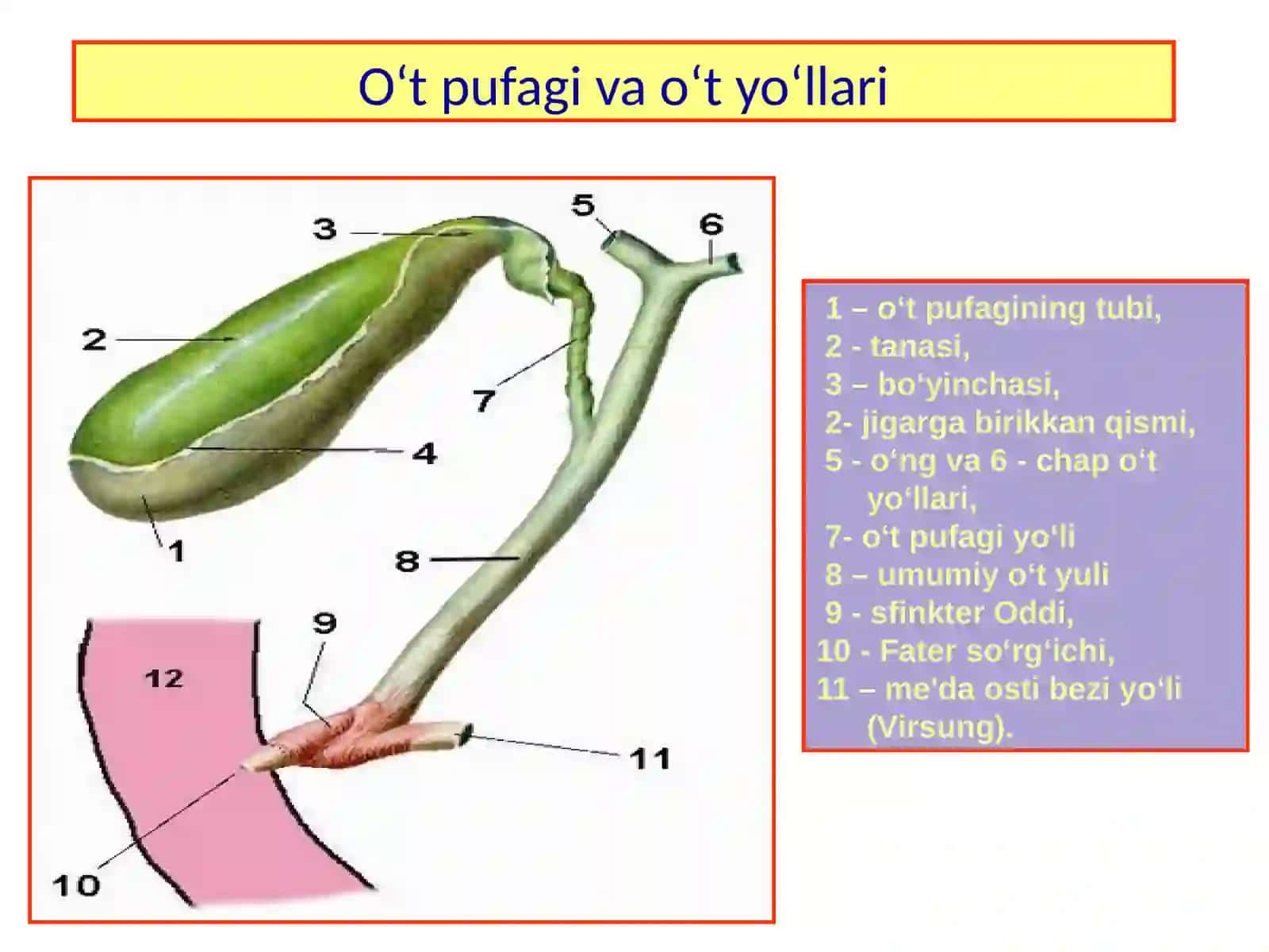 Surunkali xoletsistit. Klinikasi, diagnostikasi, davolash usullari. Talaba o‘t tosh kasalligi (UTK) haqida tushunchani, xoletsistolitiazni va uni asoratlarining tasnifi 4