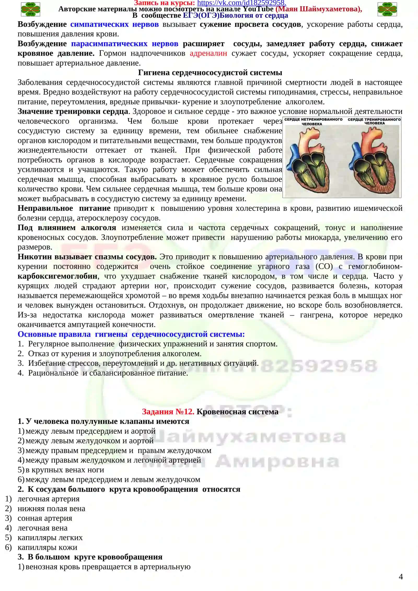 Система органов кровообращения 4