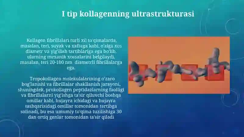 Kollagen tolalarning ultrastrukturasi gistokimyosi tiplari 4