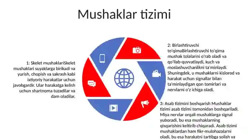 Sutemizuvchilarning Skelet Va Muskul Sistemasi 4