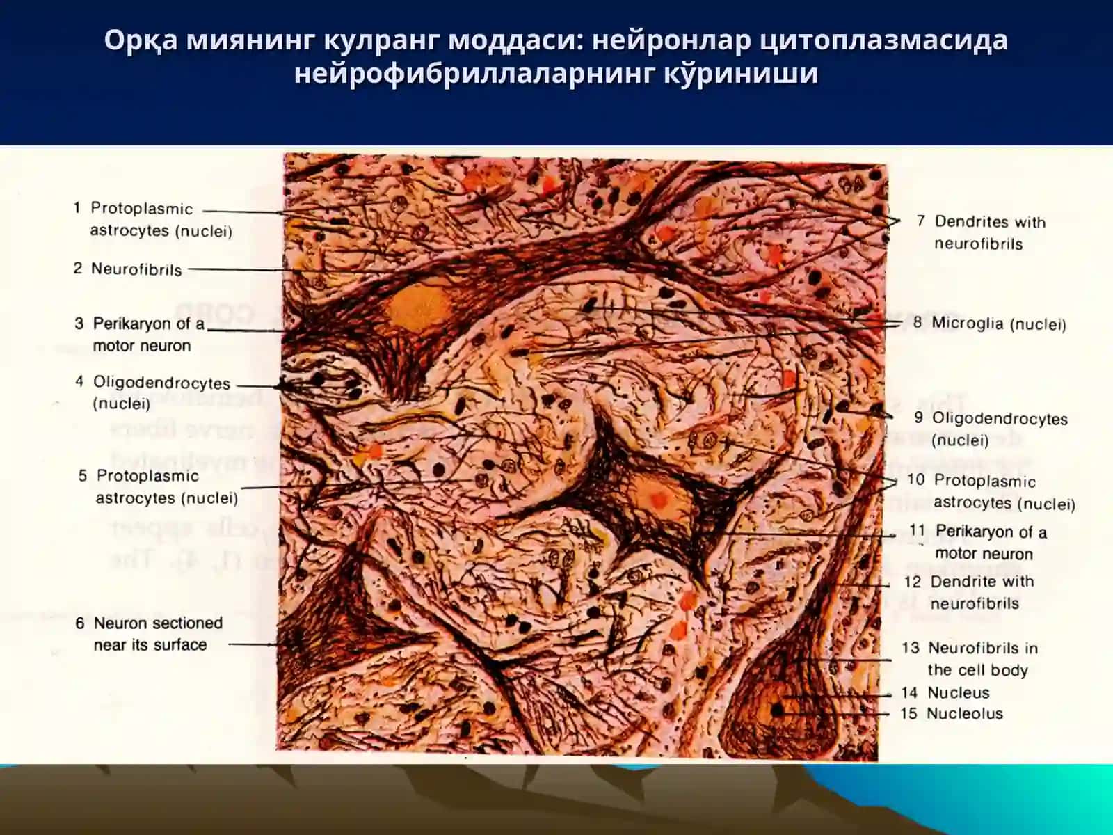 Гистология кафедраси 4