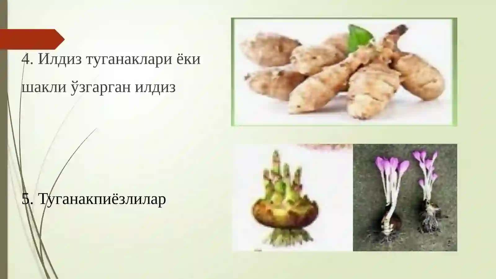 Табиий вегетатив кўпайиш 4