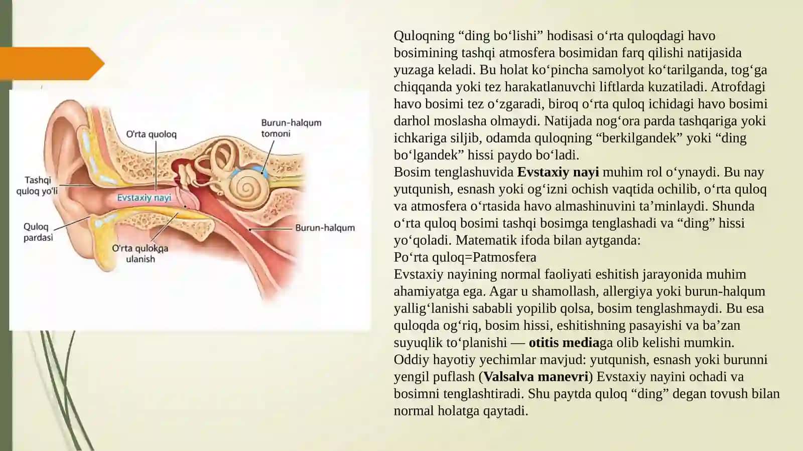 Eshtish tizimi va Vestibulyar apparat fiziologiyasi 4