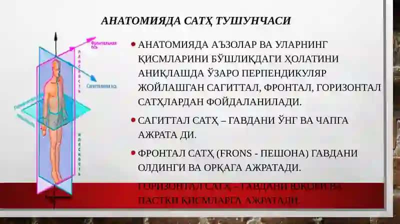 Умумий остеология 4