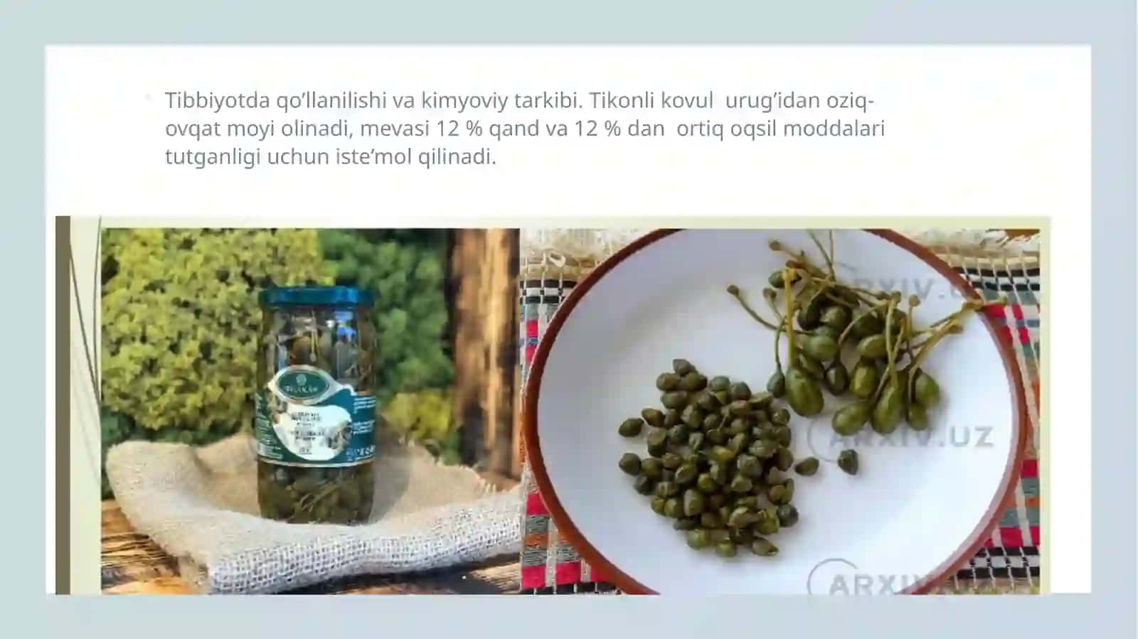 Kovul o‘simligining shifobaxshligi va yetishtirish agrotexnologiyasi 4