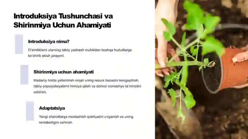 Dorivor-Shirinmiya-Glycyrrhiza-glabra-Introduksiya-va-Madaniylashtirish-Imkoniyatlar 4