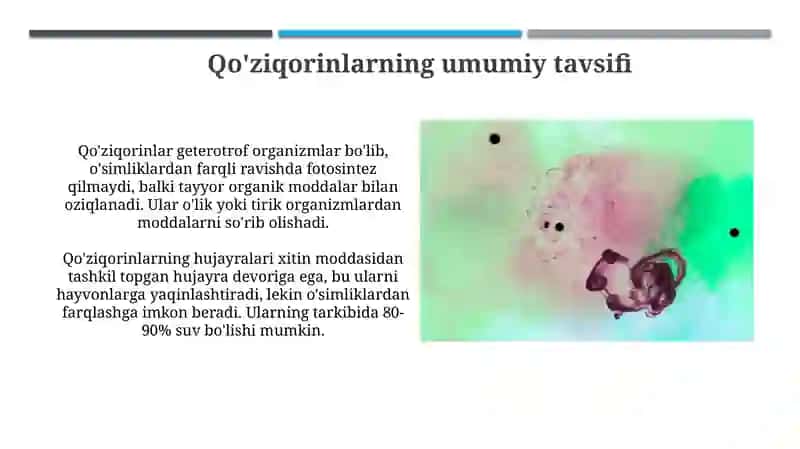 Qo'ziqorinlarning morfologiyasi, strukturasi va ularni o'rganish usullari 4