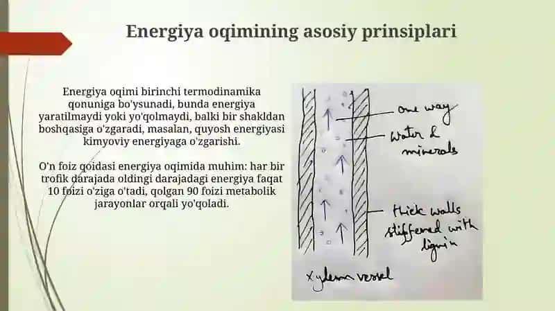 Xujayrada moddalar va energiya oqimi, informatsiyaning berilishi 4