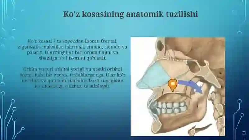 Bosh suyagining umumiy tuzilishi va uning yuzalari 4