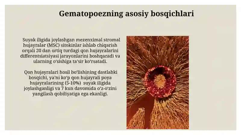 Gematopoezning kameral nazariyasi 4