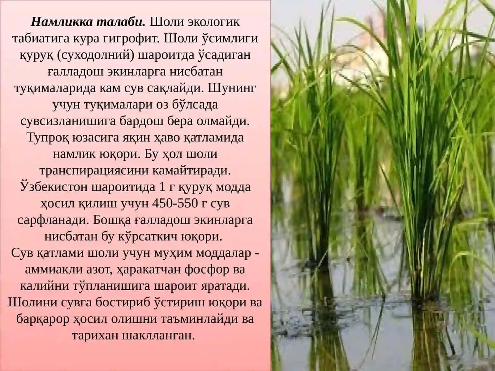 ШОЛИ БИОЛОГИЯСИ ЕТИШТИРИШ ТЕХНОЛОГИЯСИ 4