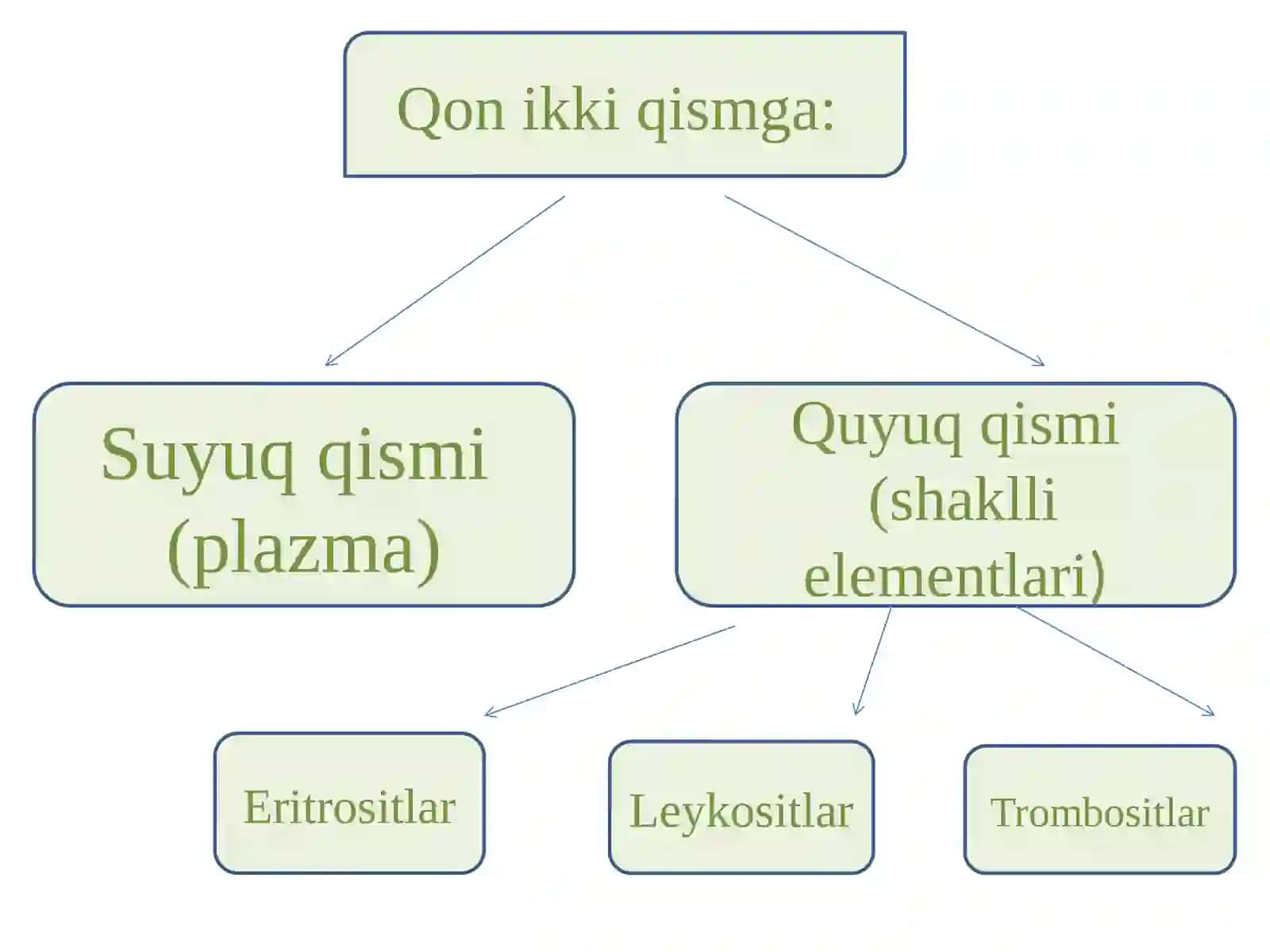 Ichkimuhitto’qimalari.Qonvashakllielementlartuzilishi,xususiyatlari 4