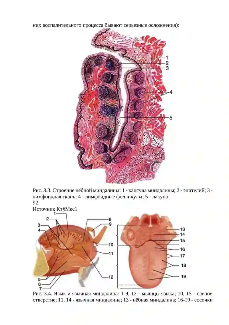 Клиническая анатомия глотки 4