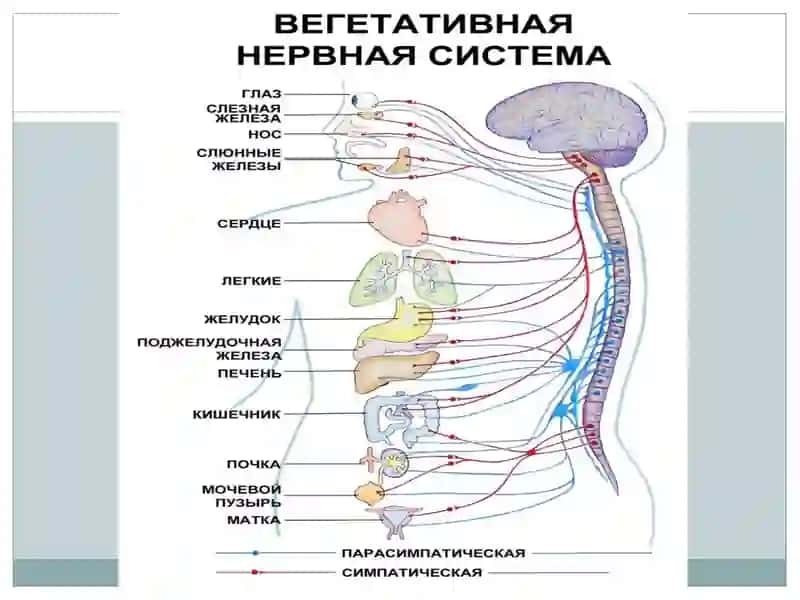 Заболевания нервной системы презентация 4