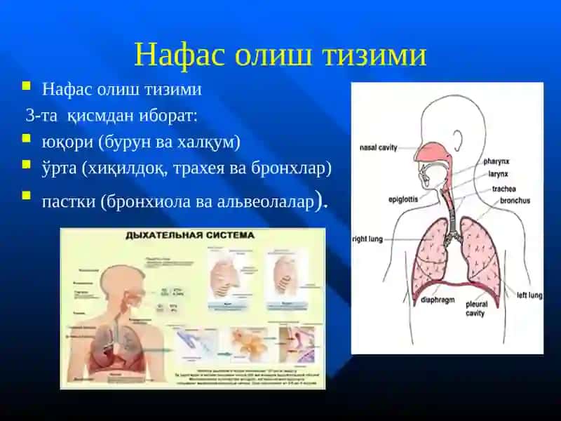 Болаларда нафас олиш тизими ва жарохатланиш семиотикаси 4
