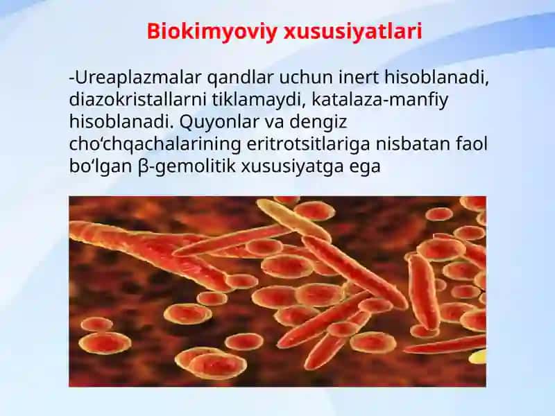Mikrobiologiya fanidan mustaqil ish 4