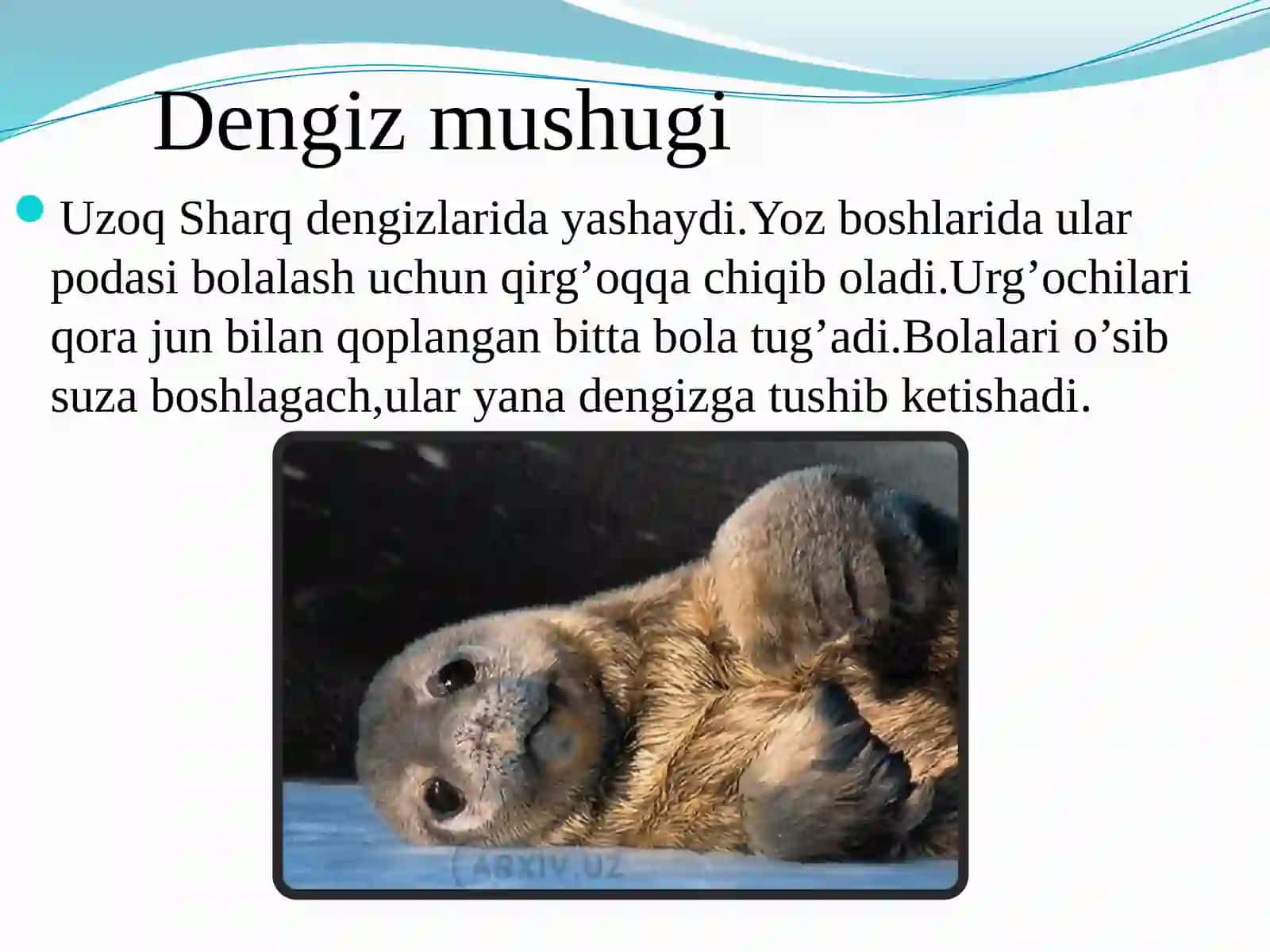 Dengiz sutemizuvchilari 4