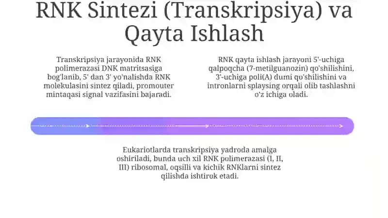 Ribonuklein kislotalar: Tuzilishi va Turlari 4
