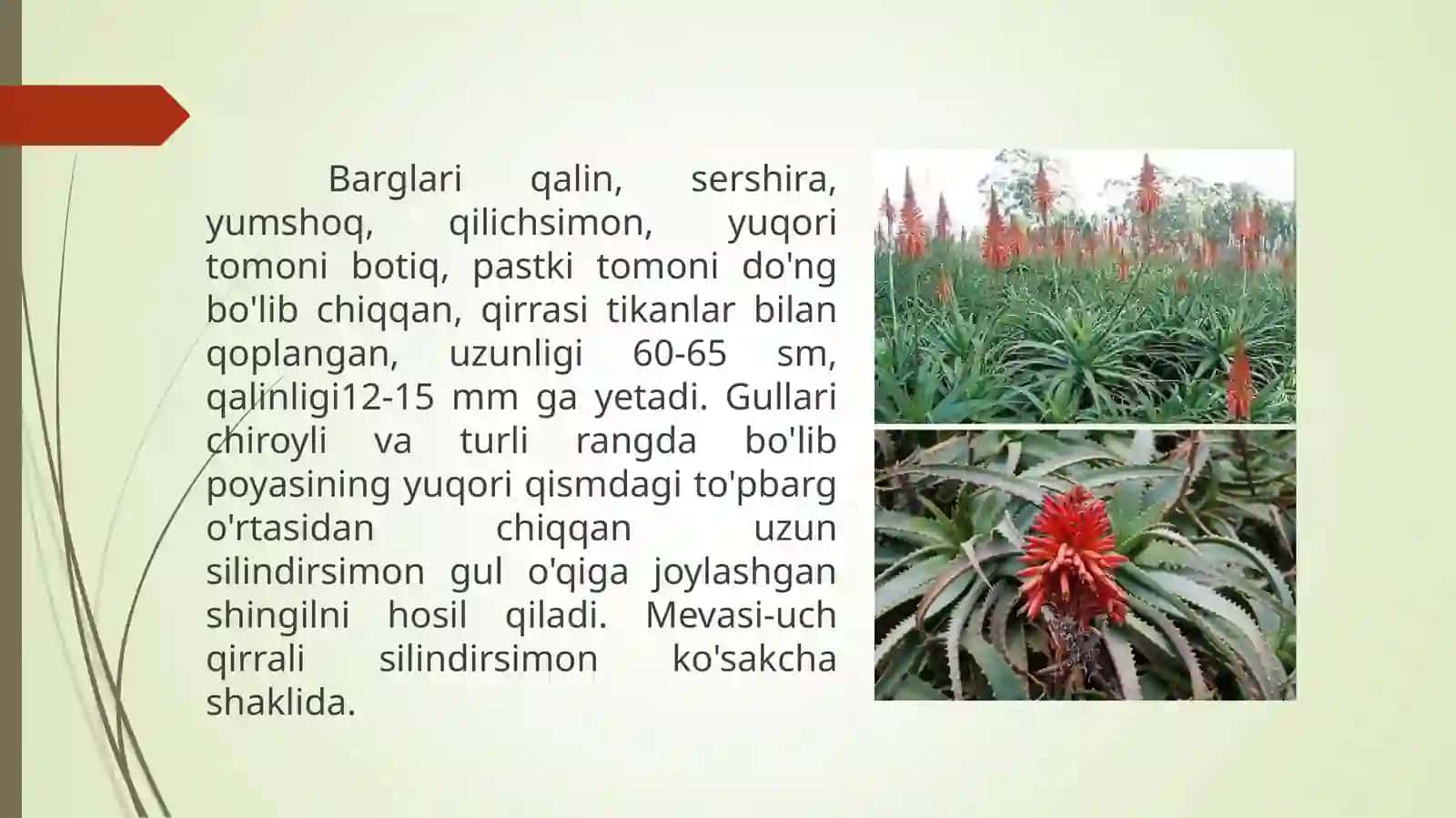 Daraxtsimon aloe o'simligi 4