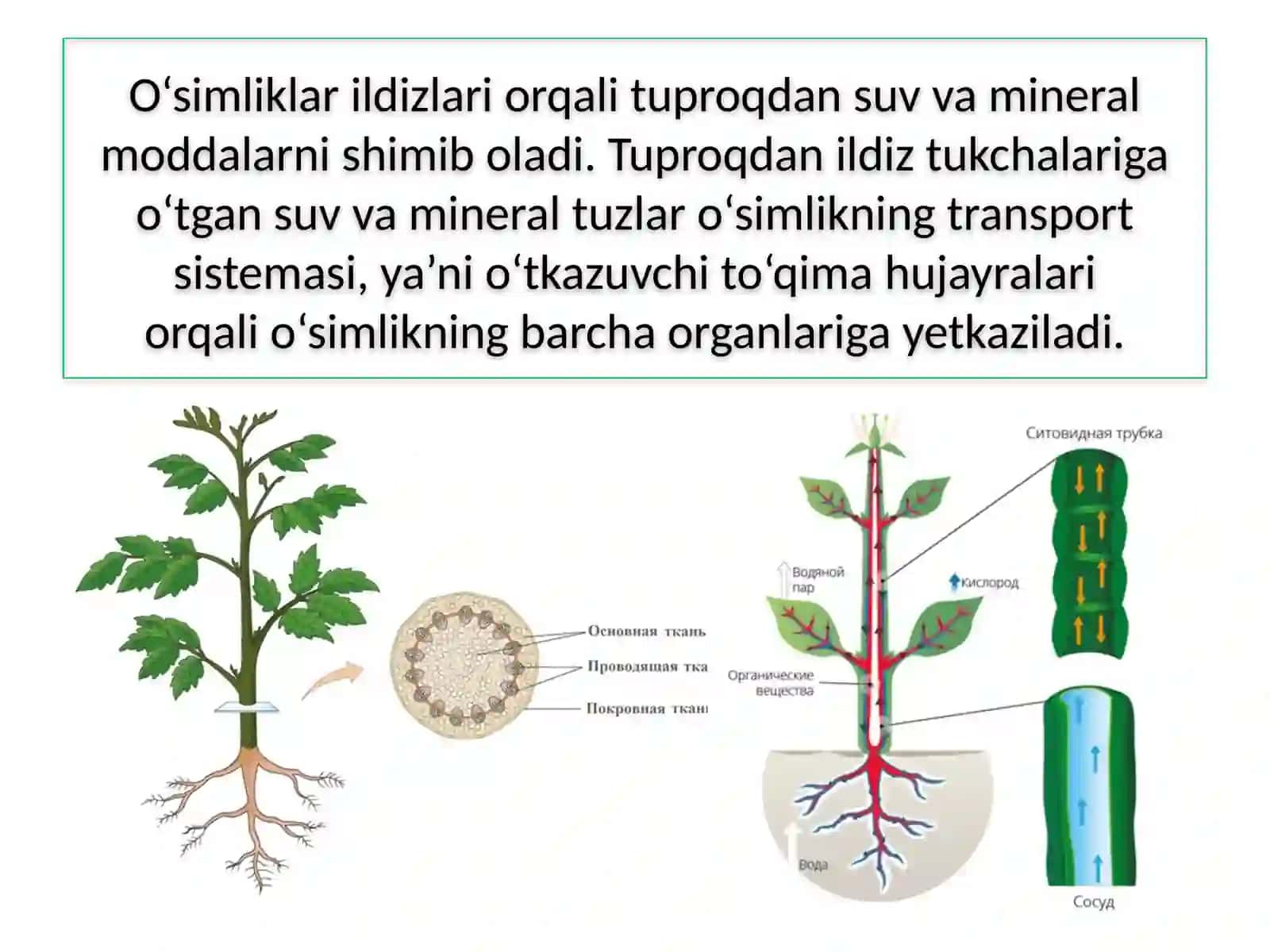 TIRIK ORGANIZMLARDA OZIQ MODDALAR TRANSPORTI 4