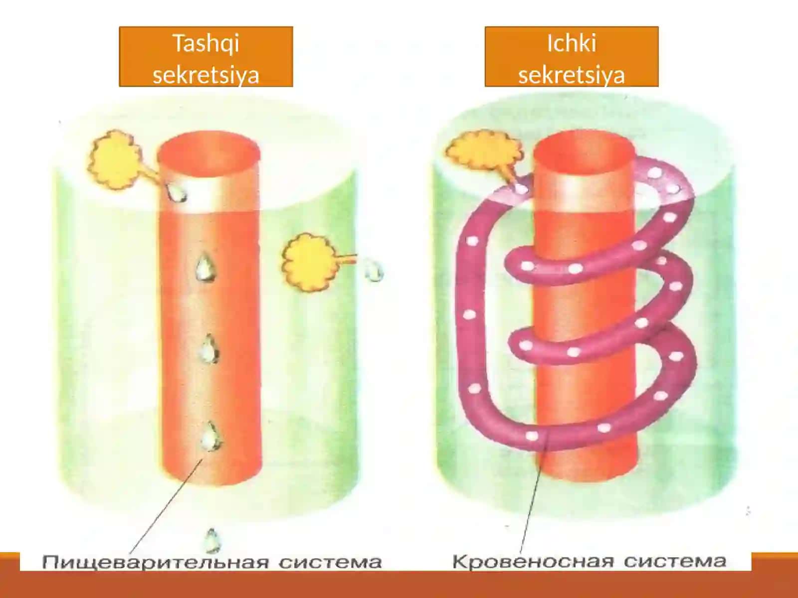 Ichki sekretsiya bezlari 4