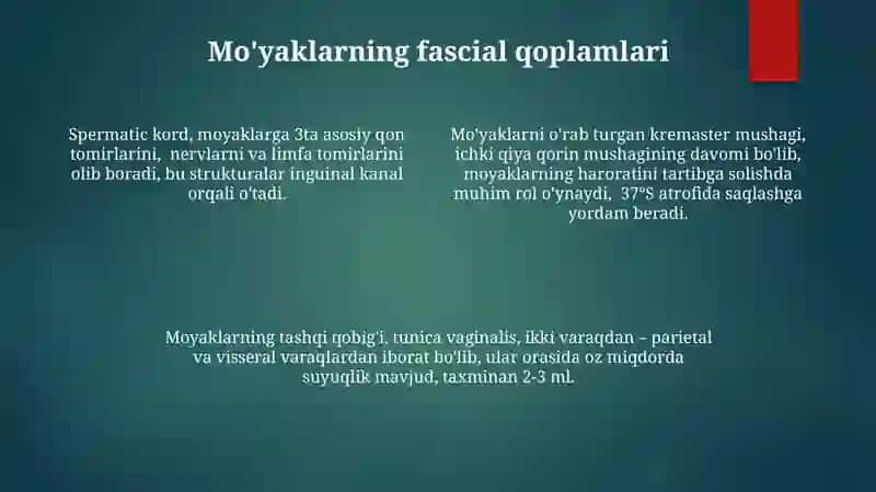 Bolalarda siydik ajratuv tizimi a'zolarining anatomik xususiyatlari 4