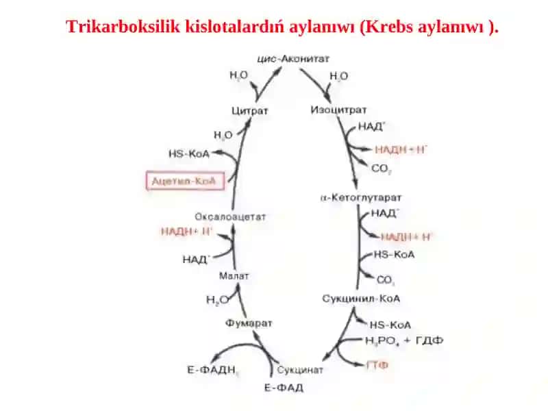 Trikarboksilik kislotalardıń aylanıwı 4