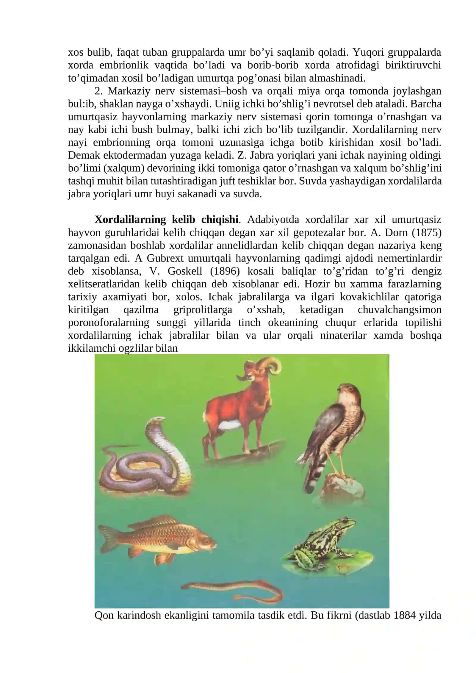 Umurtqali hayvonlar sezgi organlari sensor mexanizmlari 4