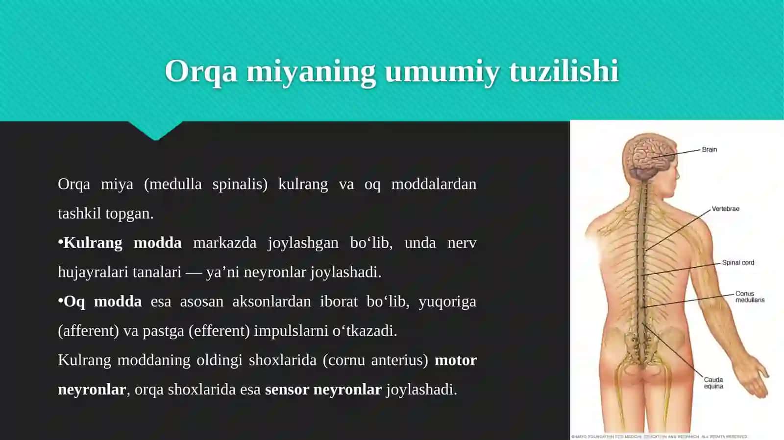 Orqa Miyaning Harakatlantiruvchi Neyronlari 4