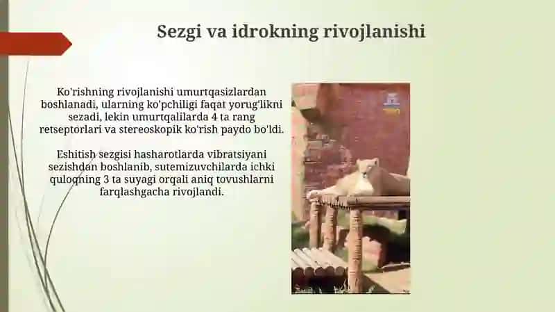 Psixik funksiyalarning evolyutsion asoslari va rivojlanish bosqichlari 4