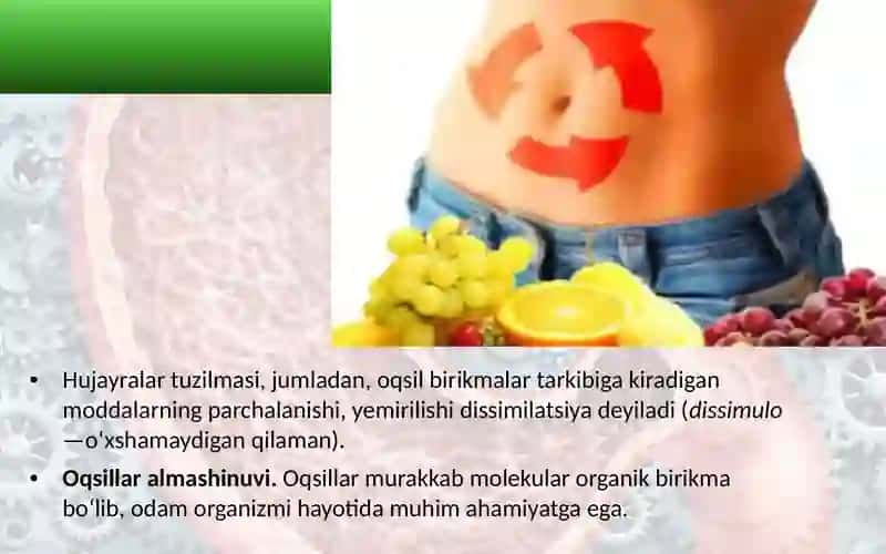 Moddalar va energiya almashinuvi haqida umumiy tushuncha 4