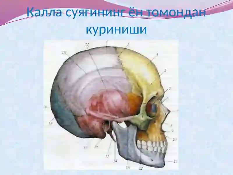 КАЛЛА СУЯКЛАРИНИНГ ТАРАҚҚИЁТИ ВА ТУЗИЛИШИ 4