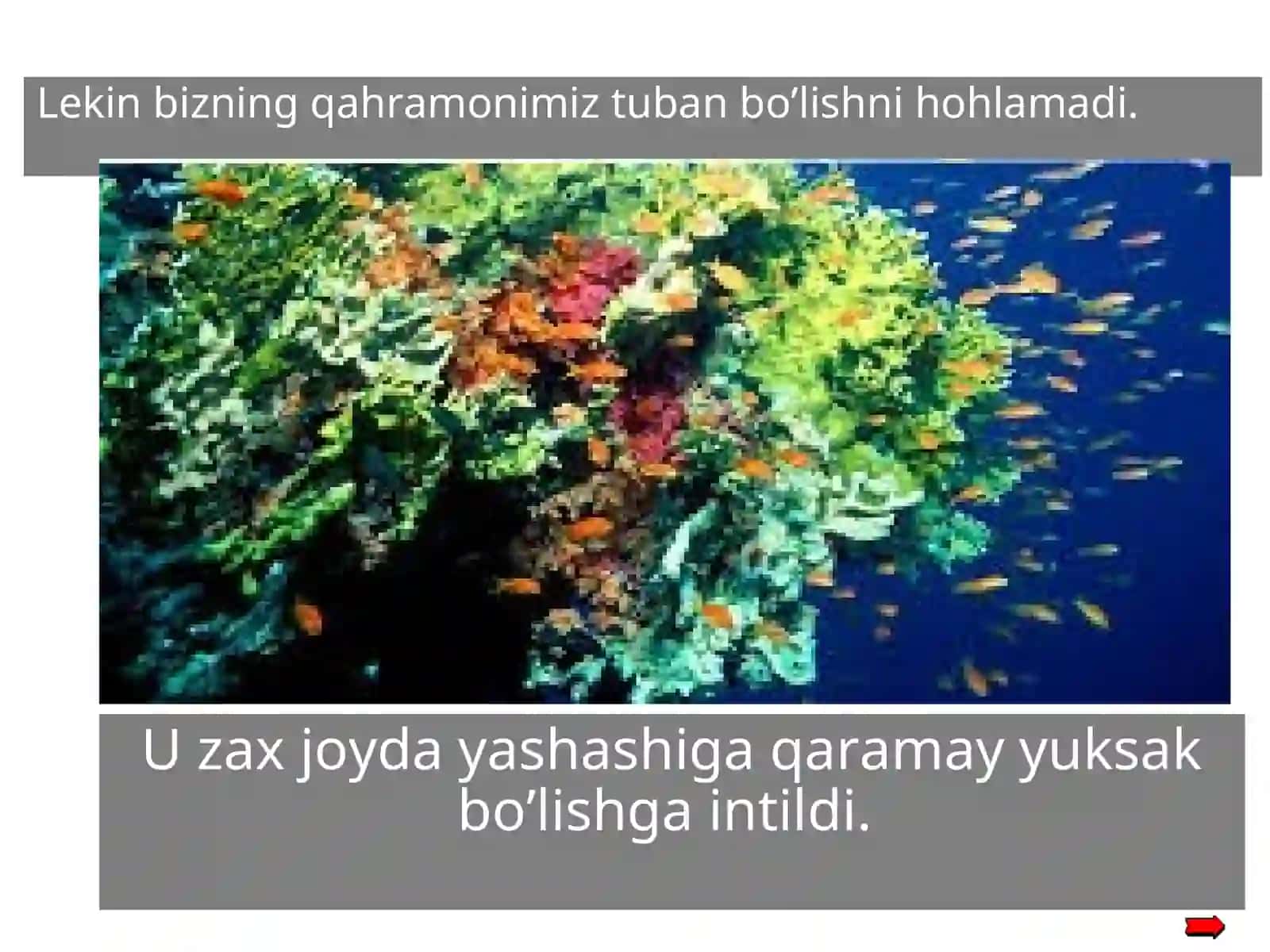 Tuban va yuksak o'simliklar 4