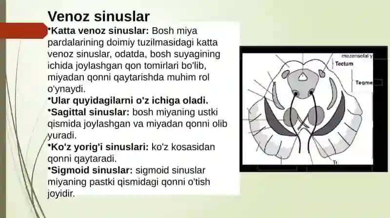 Boshmiyapardalariningvenozsinuslari va tomirlari 4