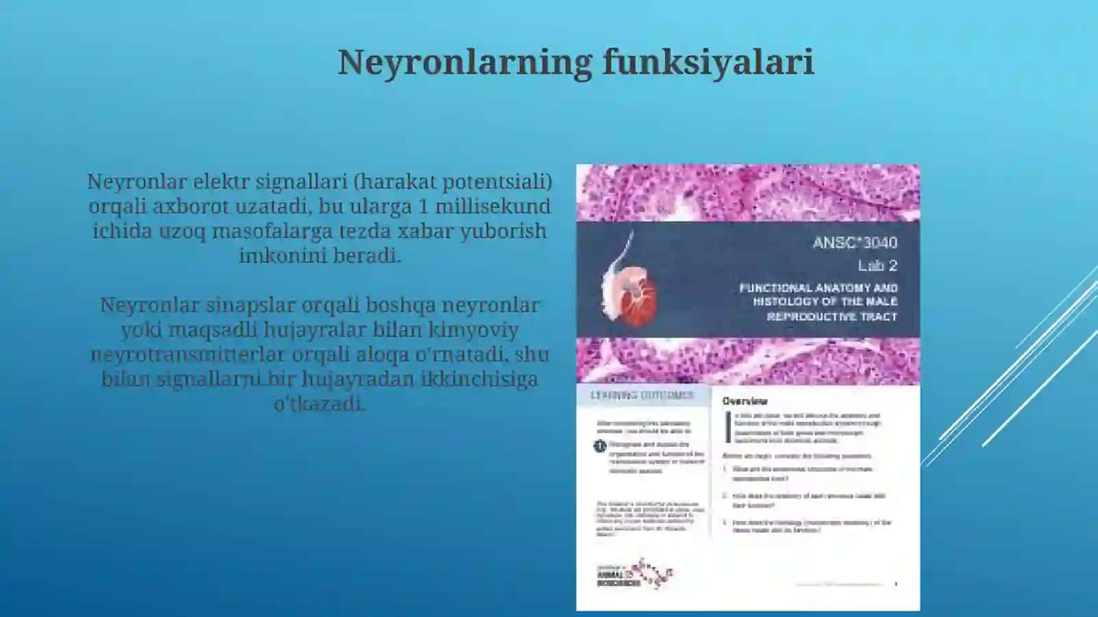 Neyron va neyrogiliya gistalogiyasi va vazifalari 4