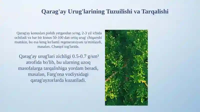 Qarag'aylarning Genetik Xilma-xilligi 4