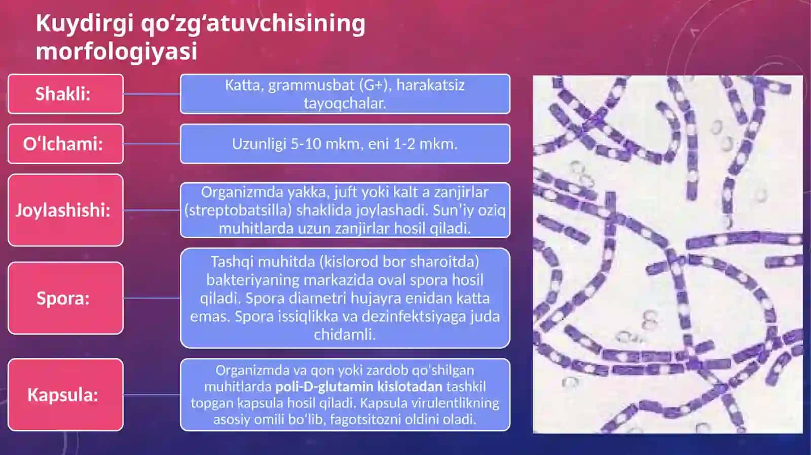 O'ta xavfli infeksiyalar  Kuydirgi va burutsellyoz qoʻzgʻatuvchilarini tasnifi va laboratoriya tashxisi 4