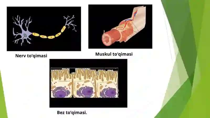 Qoʻzgʻaluvchan toʻqimalarda bioelektrik xodisalar 4