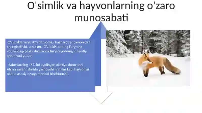 O'simliklar va hayvonlar mavzusida ochiq dars ishlanmasi 4