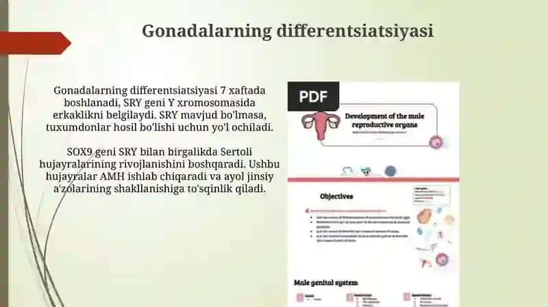 Reproduktiv tizim aʼzolarining shakllanishi 4