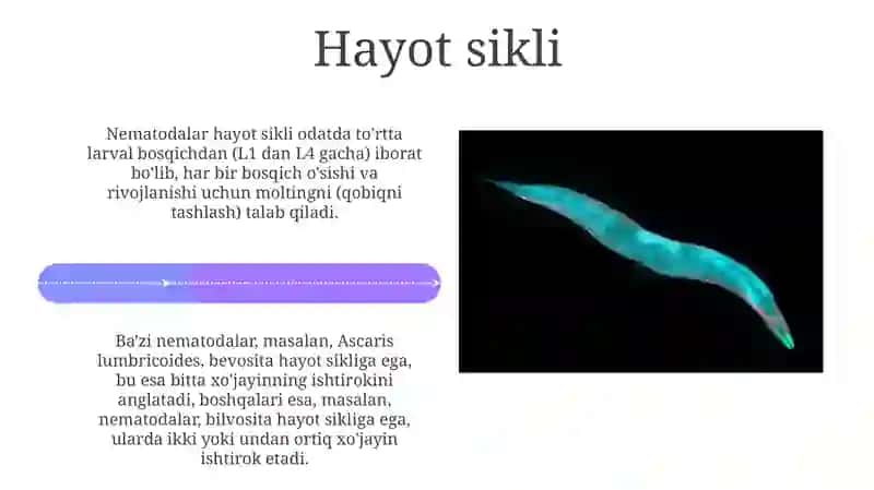 Dumaloq chuvalchanglar: Tuzilishi, Hayot Sikli va Tasnifi 4