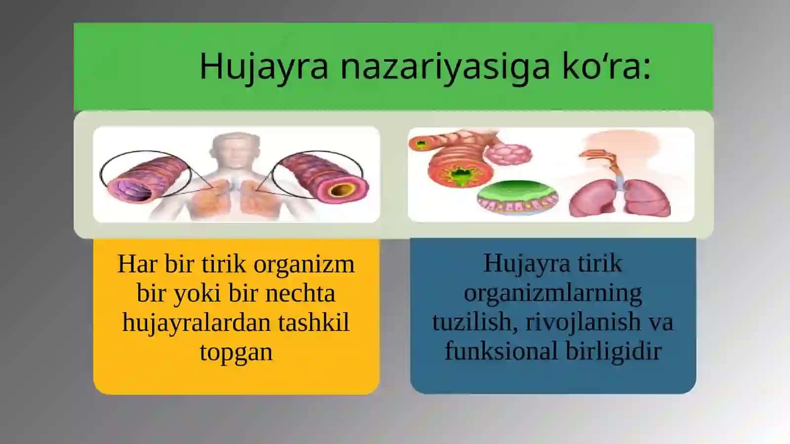 Biologiya:hujayravatoʻqimahaqidamaʼlumotlar 4