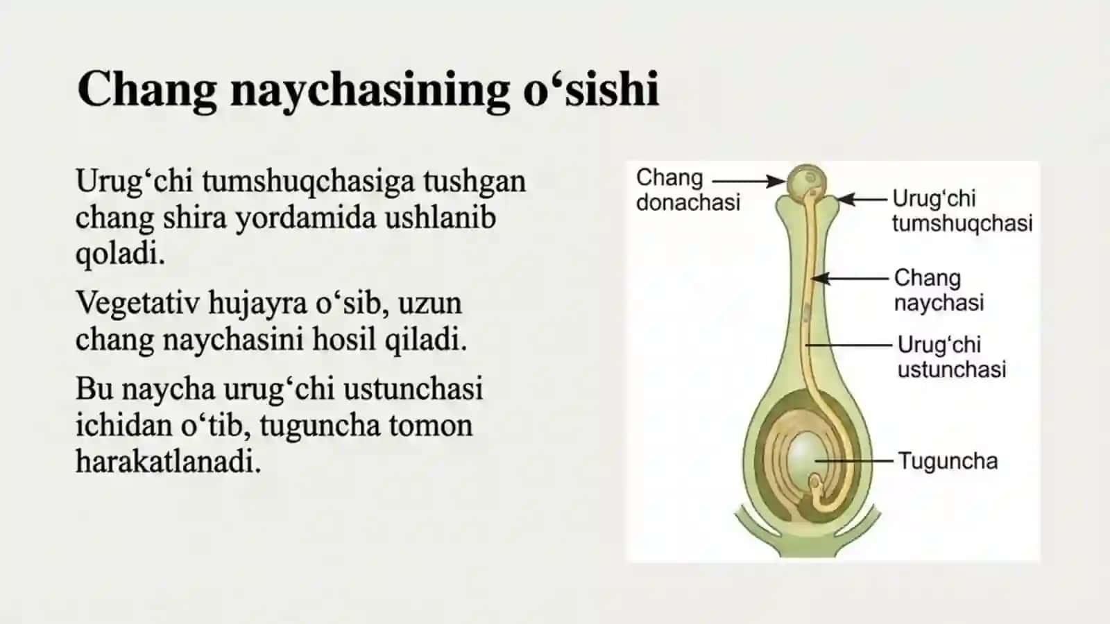 Gulli o'simliklarning ko'payishi va urug'lanishi 4
