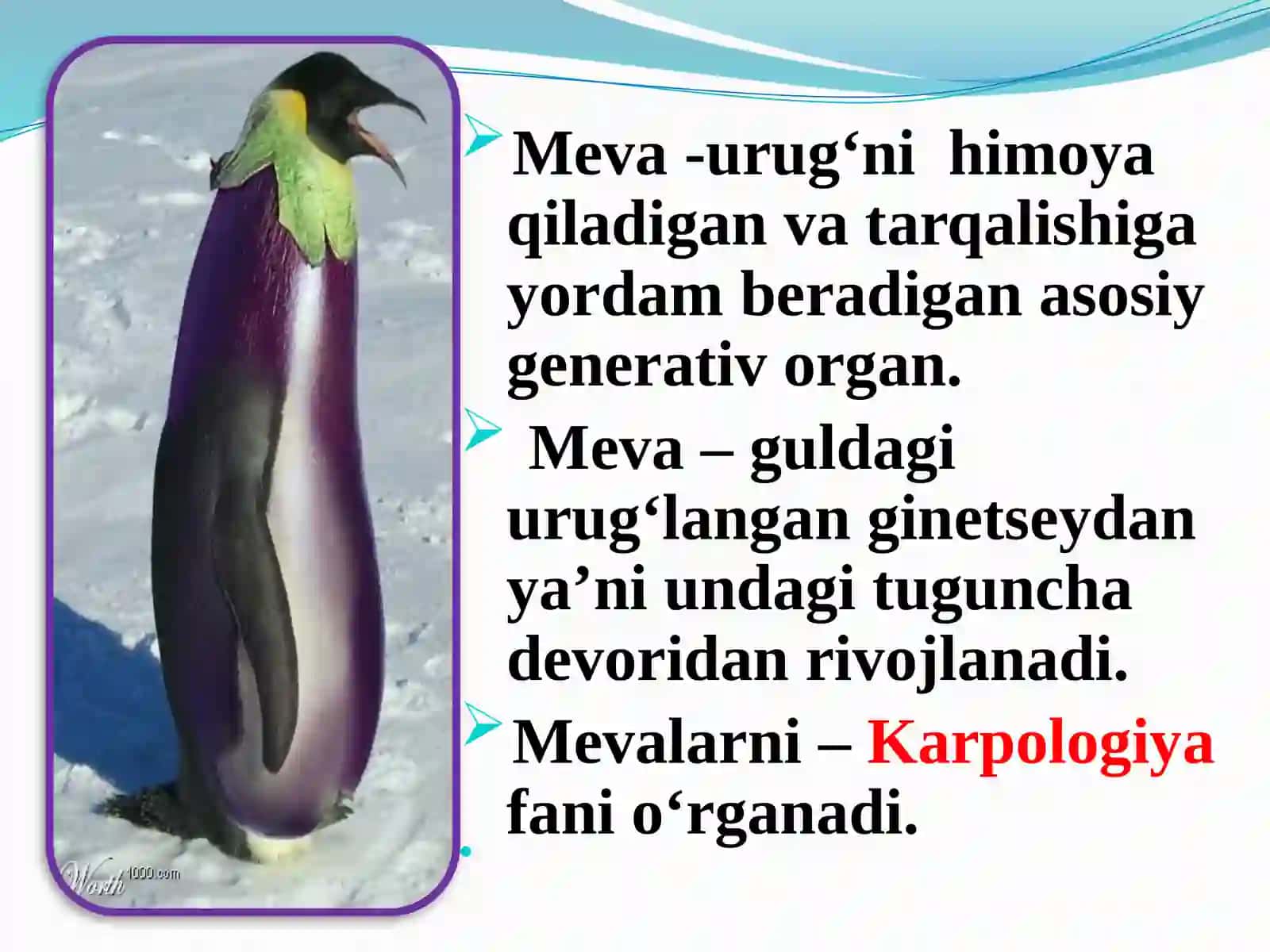 Meva tuzilishi vatiplari 4
