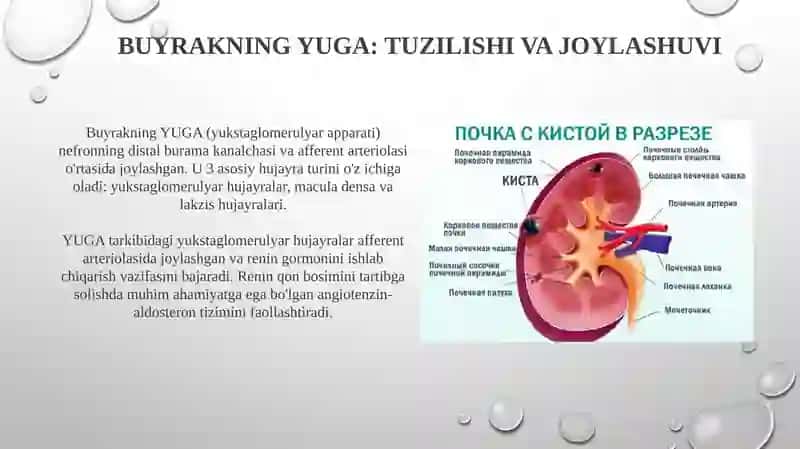 Buyrakning yukstaglomerulyar apparati sitofiziologiyasi 4