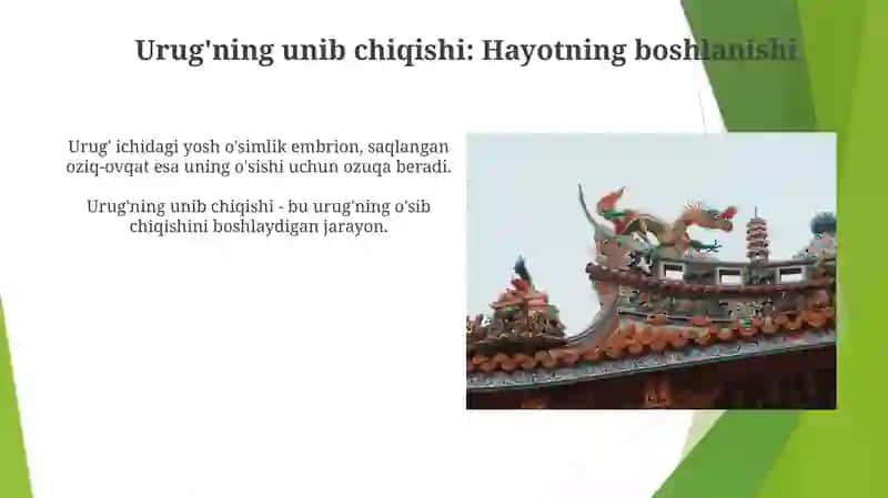 Urug'ning tuzilishi va unib chiqishi 4