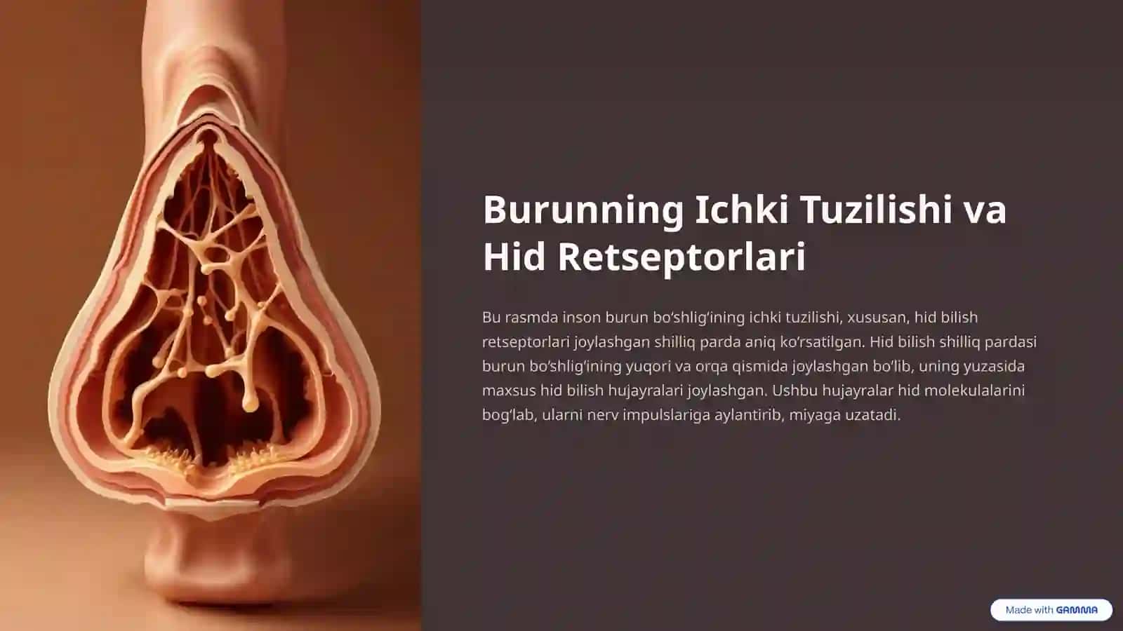 Hid Bilish A’zosi: Insonning Muhim Sezgi Organlari 4
